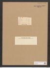 Achnanthes elliptica Schum. (de-Toni-Nr.: Genus 43, Species 1944) Zeichnungen Sammlung Grunow Nr. 3843 (NHMW-BOT-W0371537)